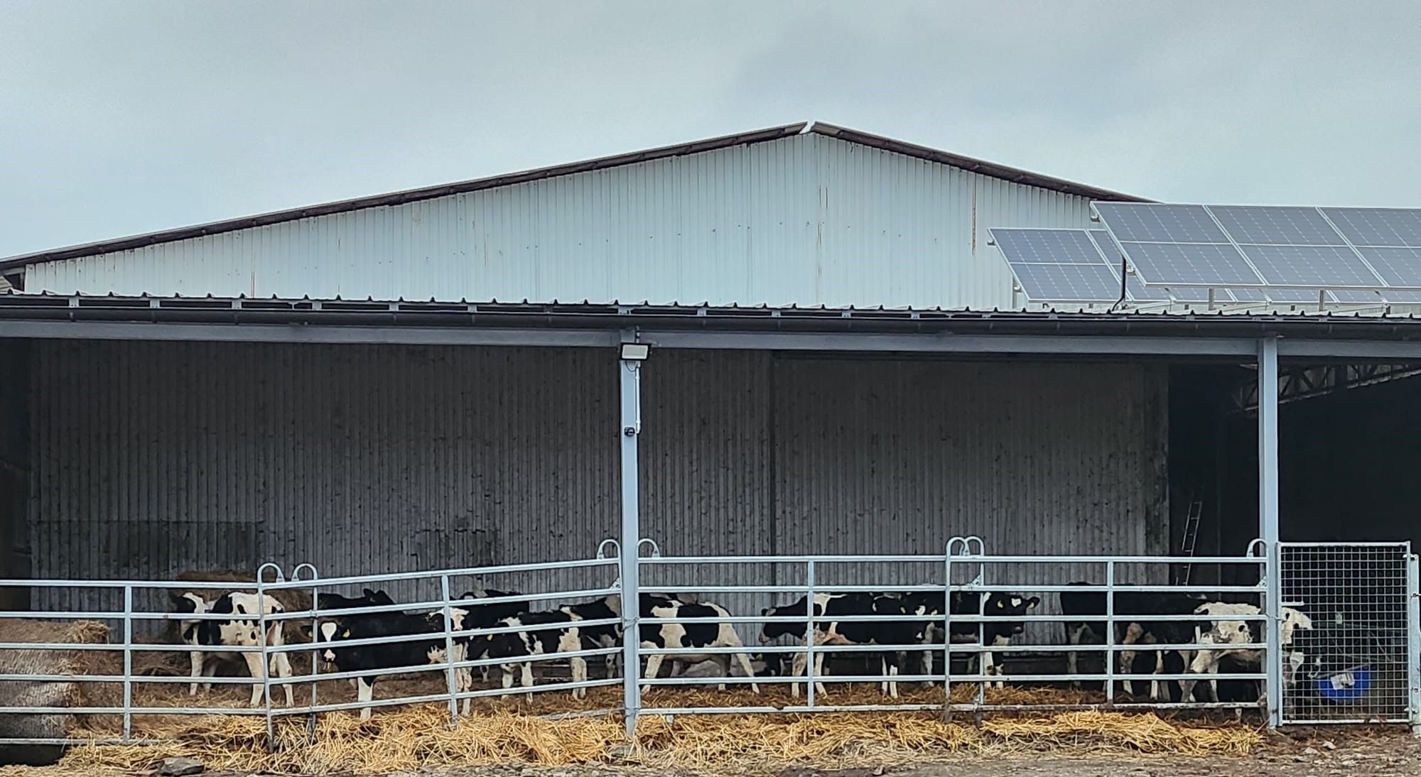 Wdrożenie 02 — cielęta przy wygrodzeniach pod wiatą